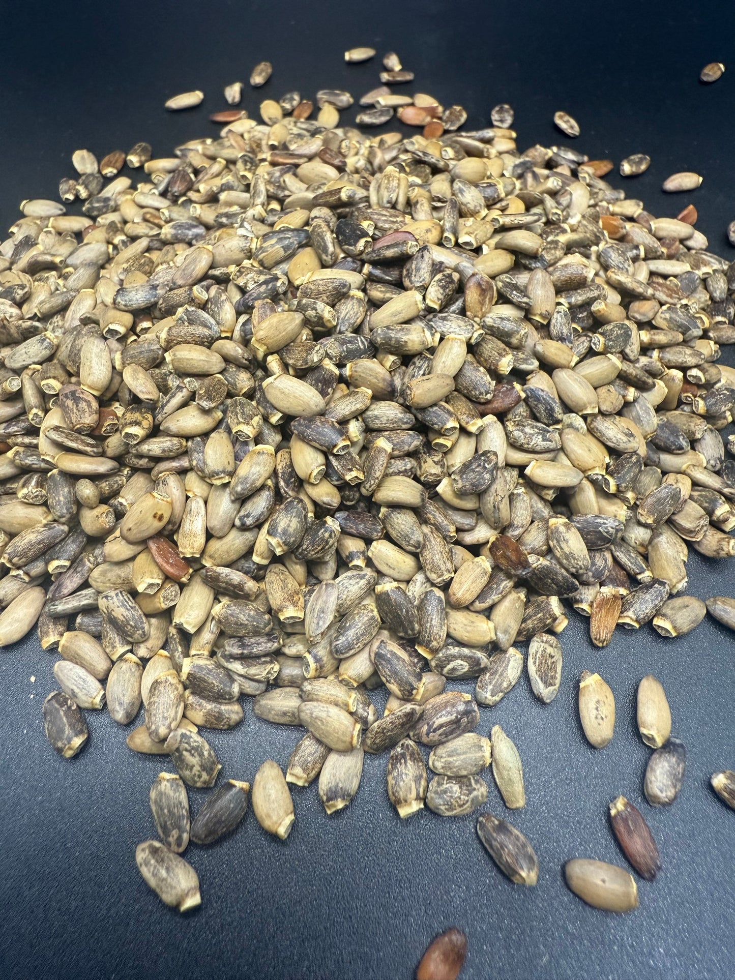 Semillas de cardo mariano