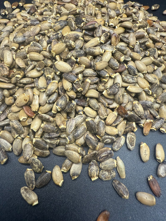 Semillas de cardo mariano