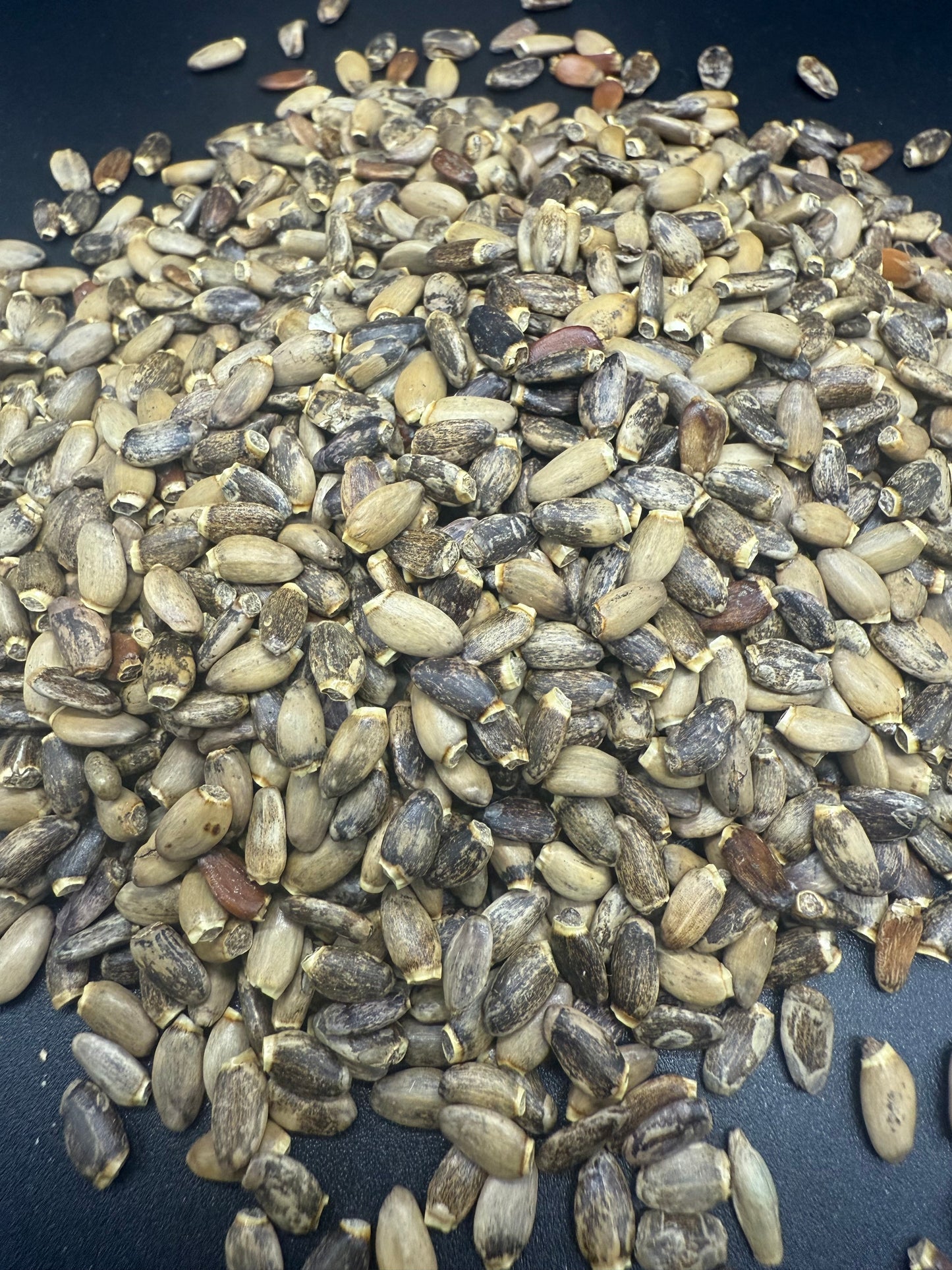 Semillas de cardo mariano