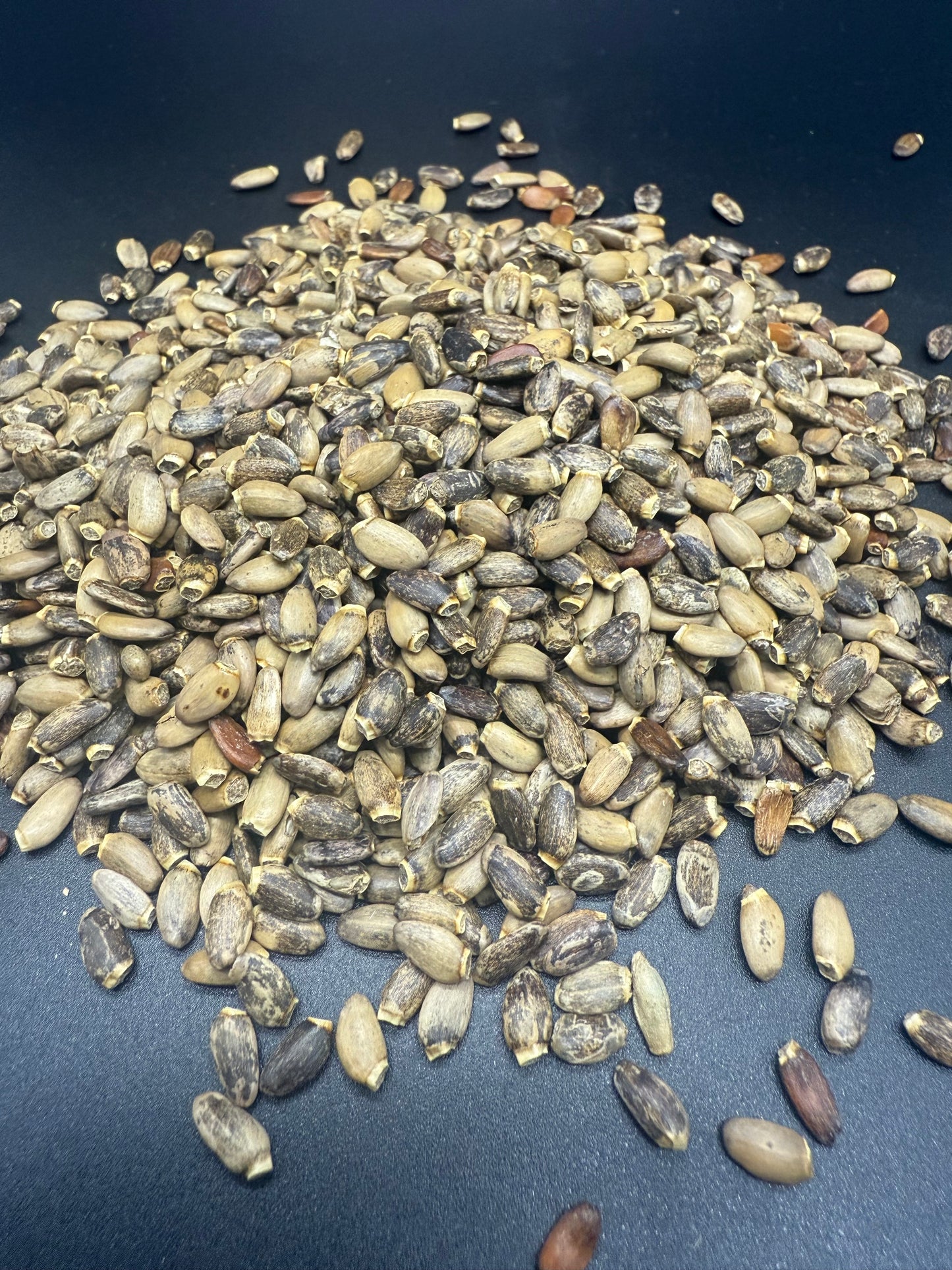 Semillas de cardo mariano