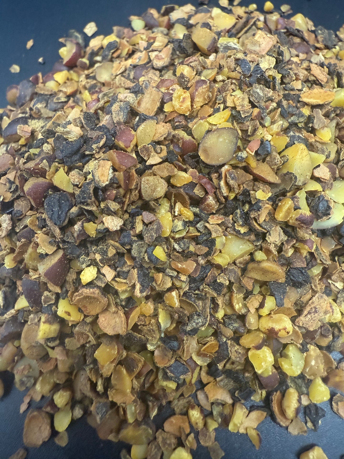 palma enana americana