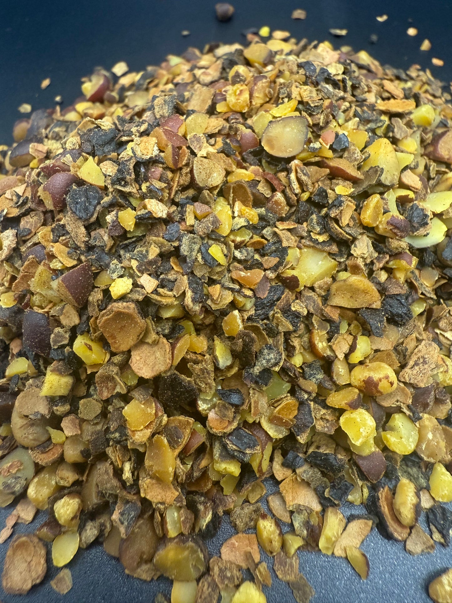 palma enana americana